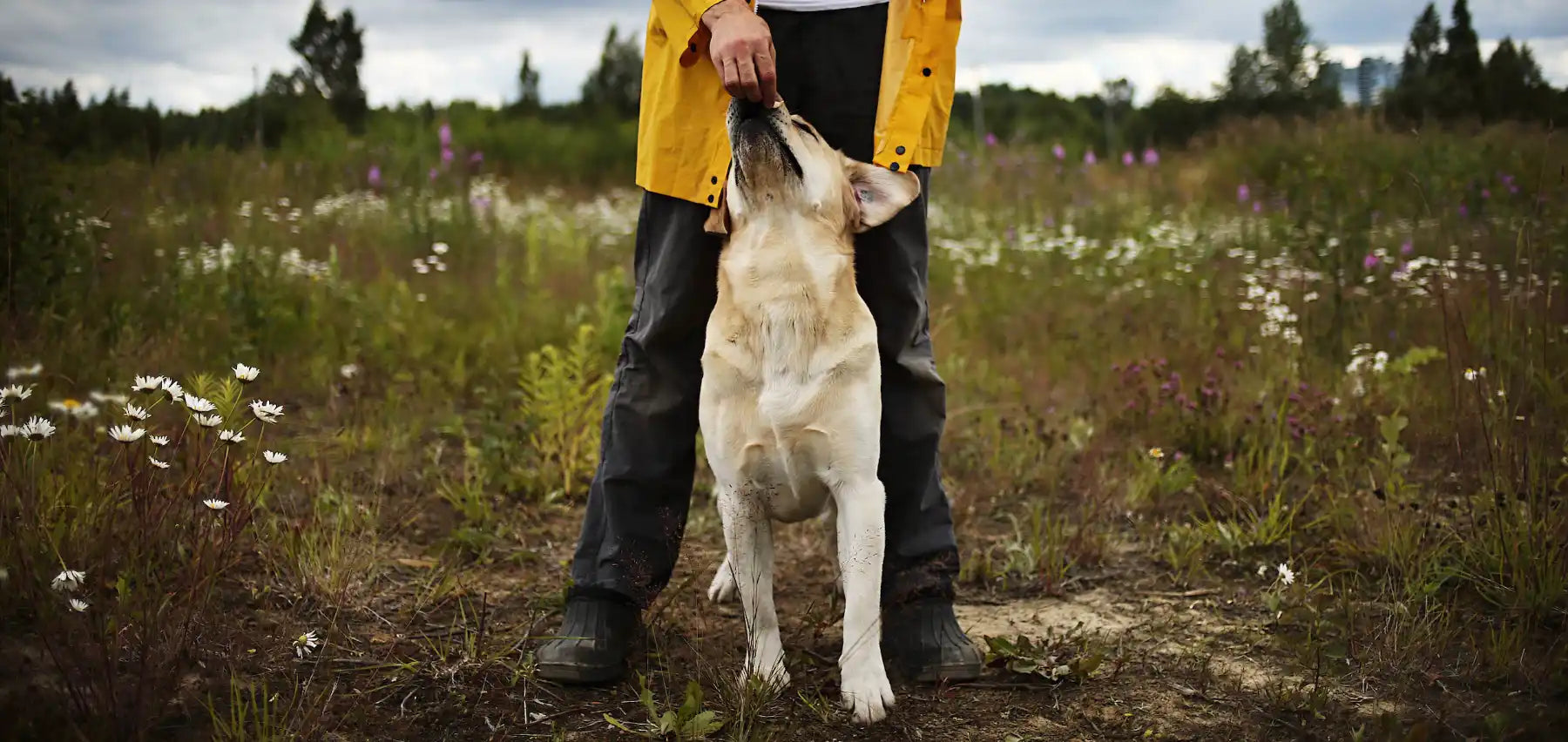 Natural pet shop owner in yellow jacket and dark pants standing in a field with a white dog on a leash.