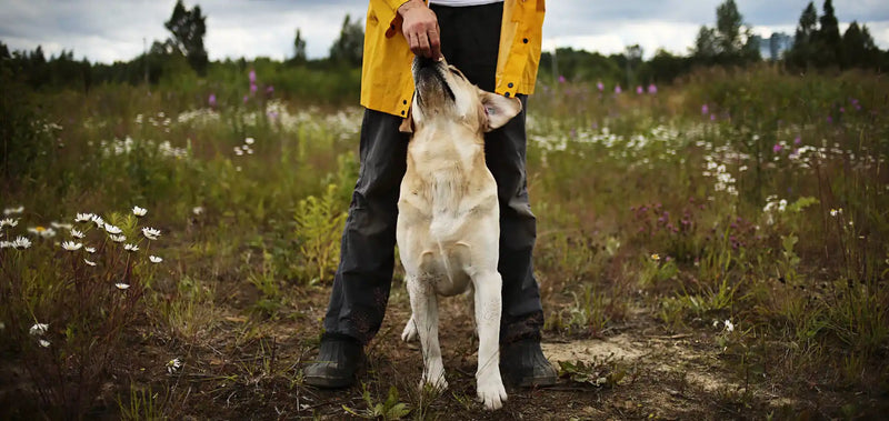 Natural pet shop owner in yellow jacket and dark pants standing in a field with a white dog on a leash.