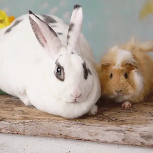 White rabbit and guinea pig on a wooden surface with a light background - natural pet shop for small animals.