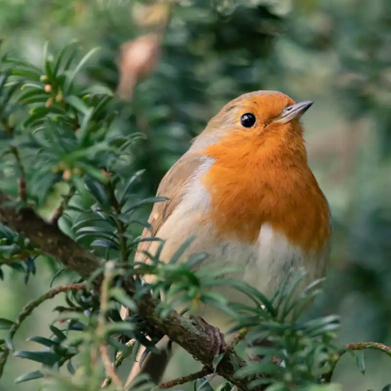 Bird with an orange chest and white belly perched on a branch with green leaves. At our natural pet shop we feed the wildlife too.