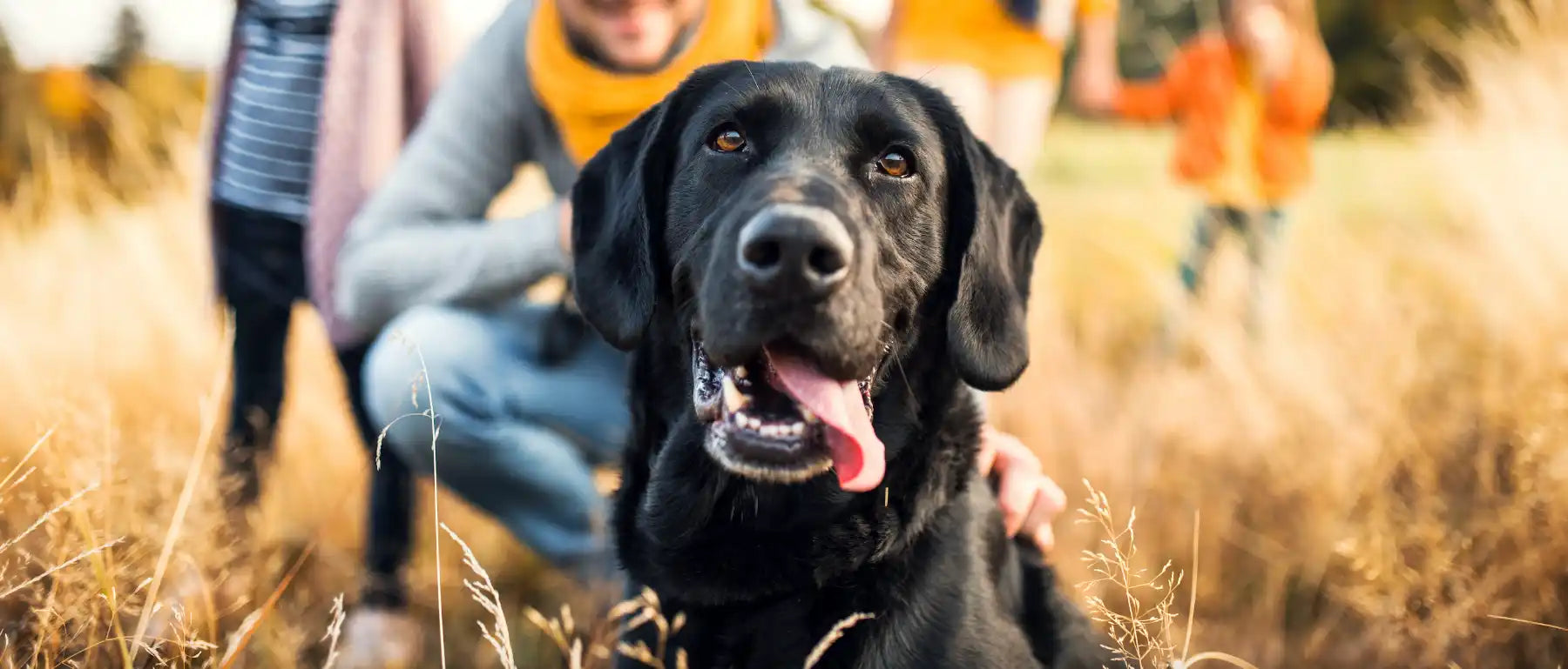 Natural pet shop labrador 