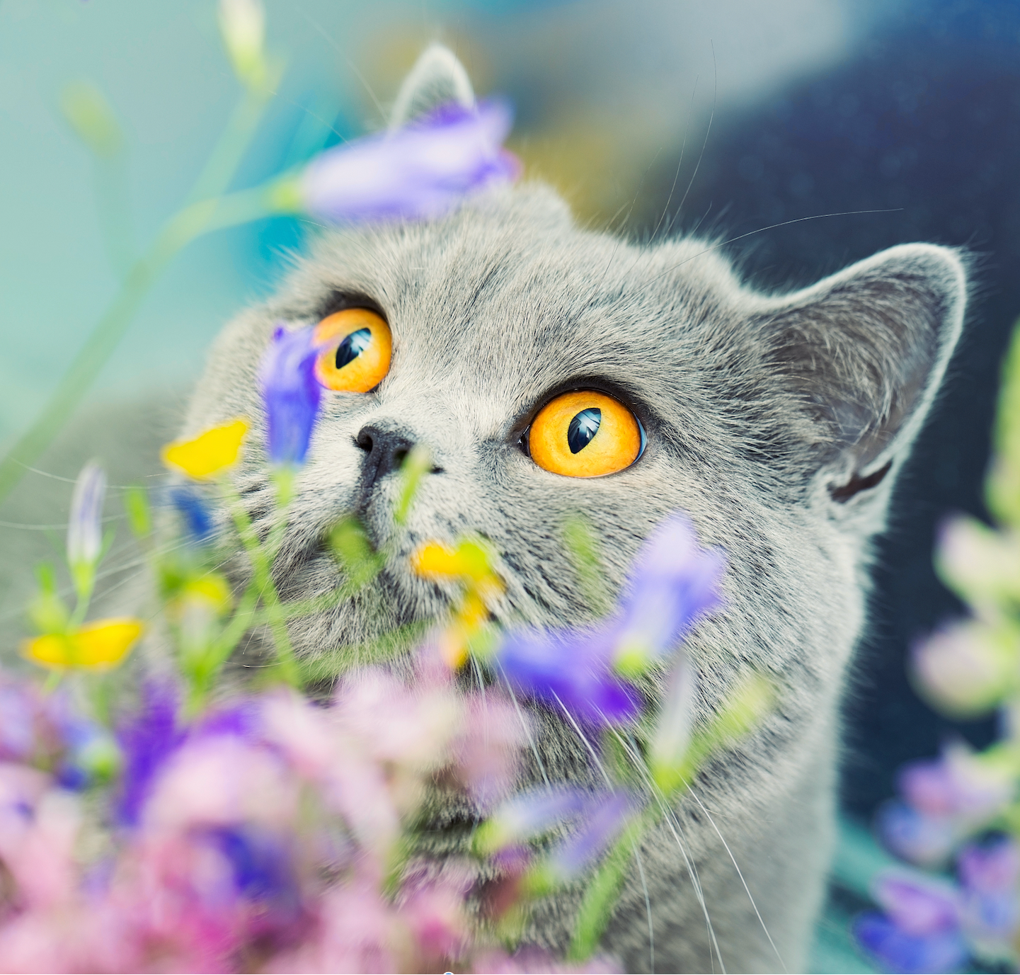 Natural cat shop