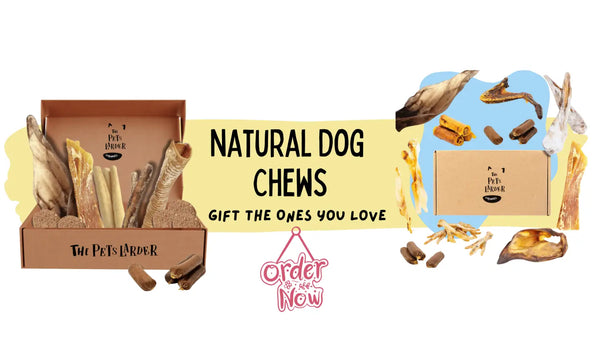 Single-Protein Natural Treats for Dogs: A Simple Path to Better Health