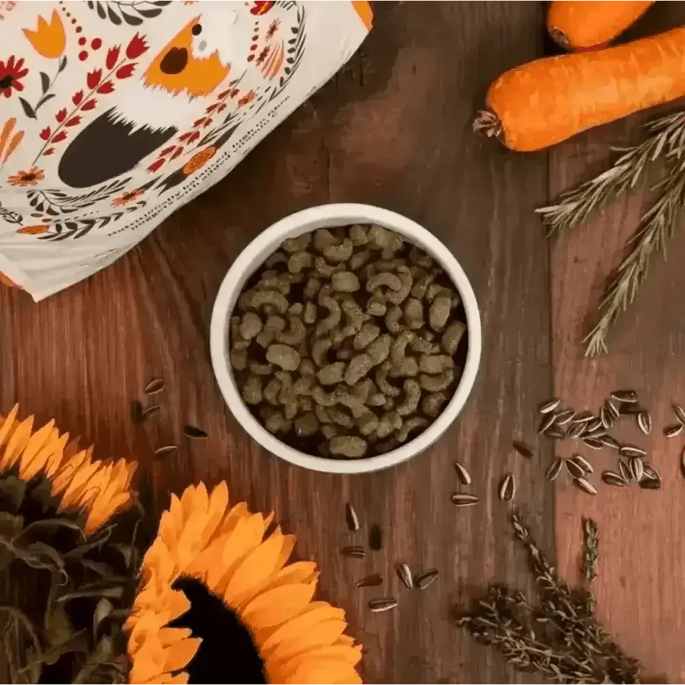 Green bird seed bowl with sunflower seeds and carrots for natural nutritionally balanced guinea pigs