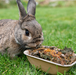 Norah’s Flower Bowl - Small Animal Food