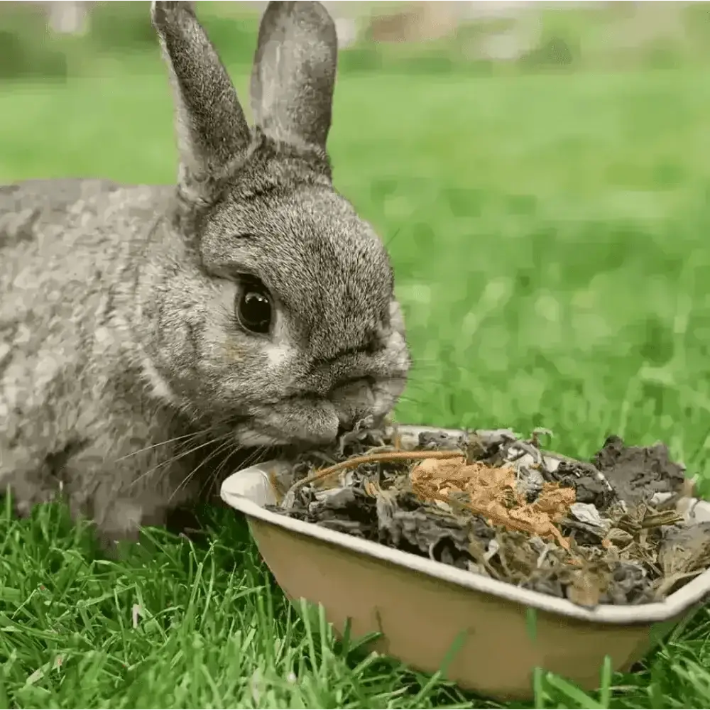 Norah’s Flower Bowl with ceramic rabbit food in brown and green hues