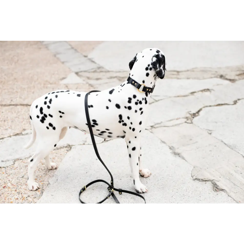 O Leather Collar