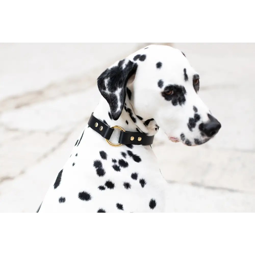O Leather Collar - XX-Small / Black