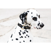O Leather Collar - XX-Small / Black