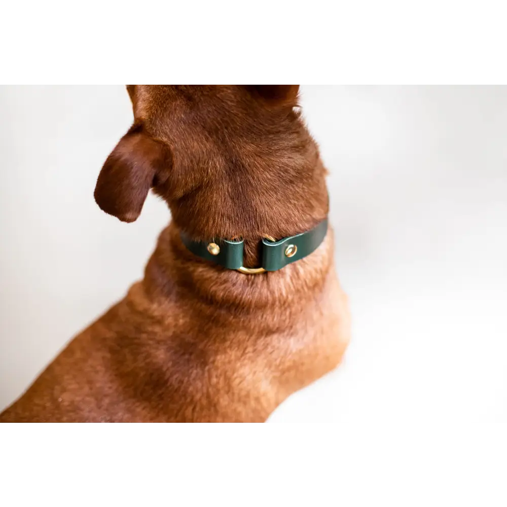 O Leather Collar - XX-Small / Green