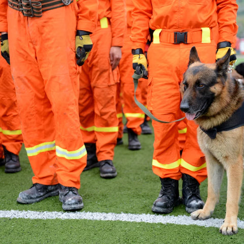 Fire Rescue Dog with Handler