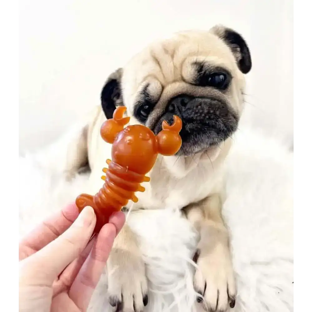 Orange translucent plastic lobster-shaped dog chew toy