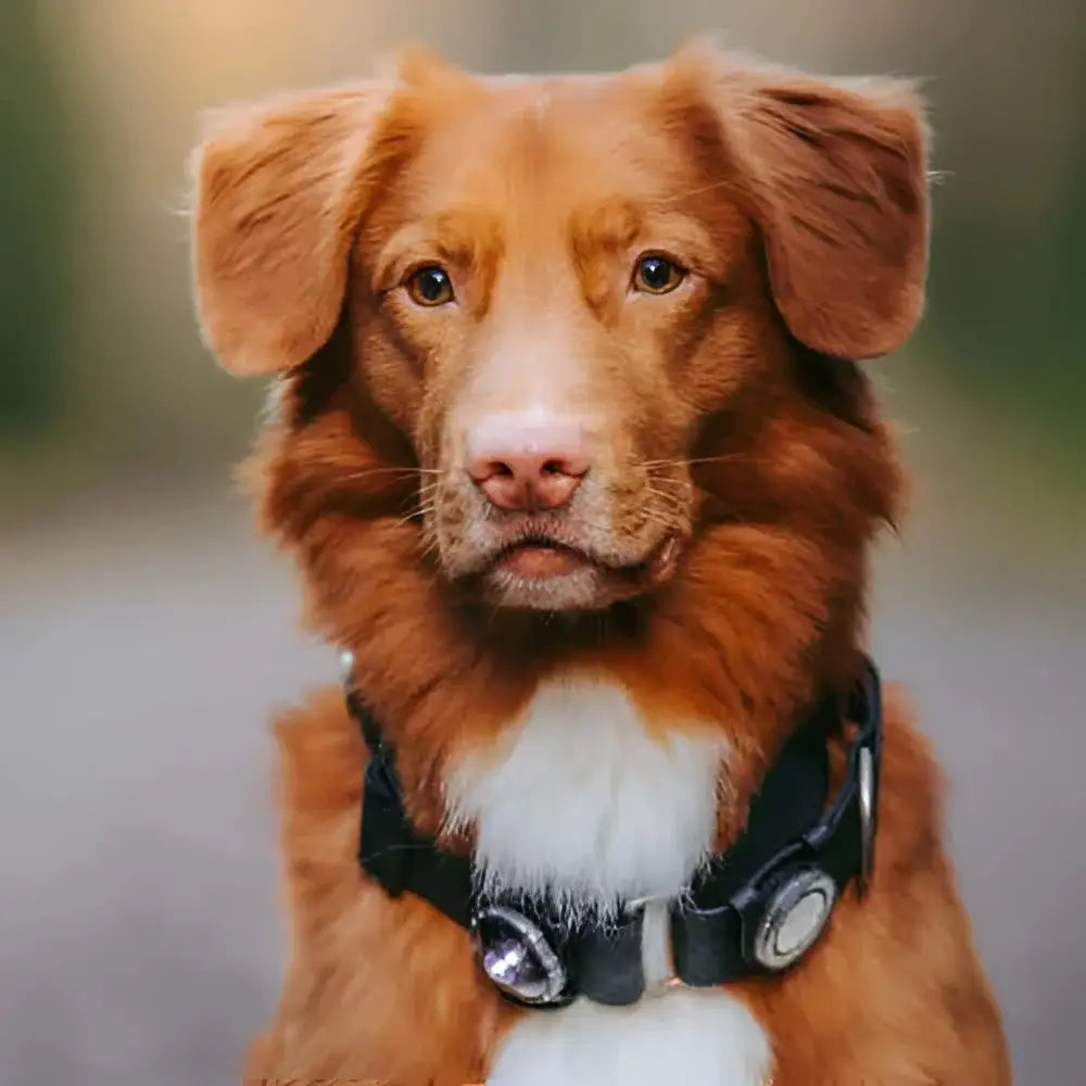 Orbiloc Dog Dual Safety Light Dark with black silver collar bells