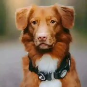 Orbiloc Dog Dual Safety Light Dark with black silver collar bells
