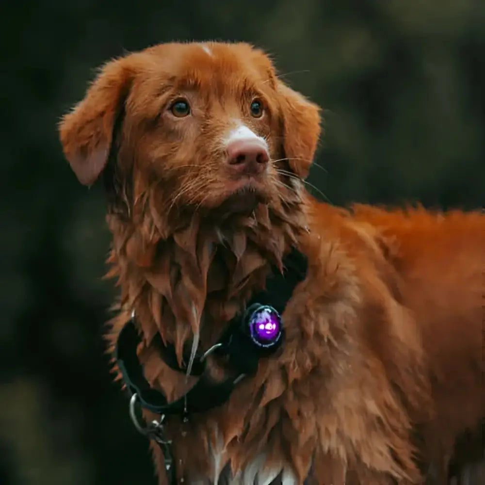 Orbiloc Dog Dual Safety Light in purple on brown harness with leash