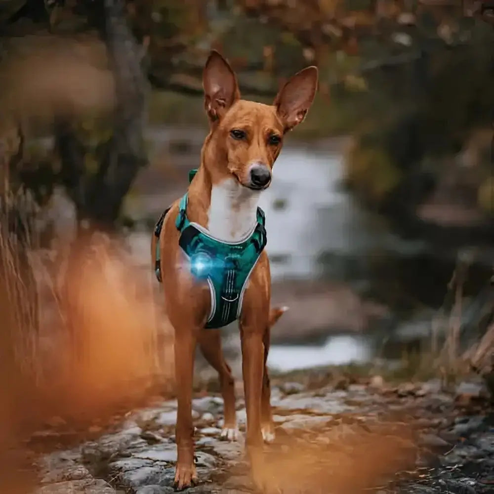 Teal reflective dog harness with LED lights for Orbiloc Dog Dual Safety Light Turquoise