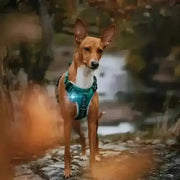 Teal reflective dog harness with LED lights for Orbiloc Dog Dual Safety Light Turquoise