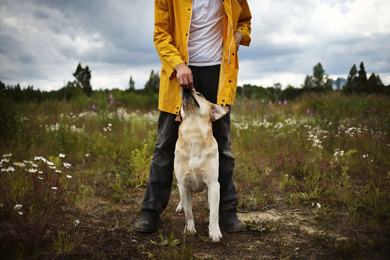 Person in yellow raincoat with dog.