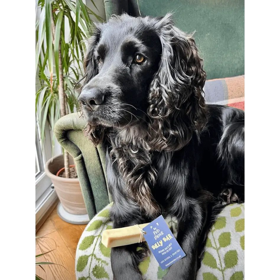 Pets Larder Billy Bar - Organic Goats Milk Chew For Dogs Available Online At The Pets Larder Natural Pet Shop.