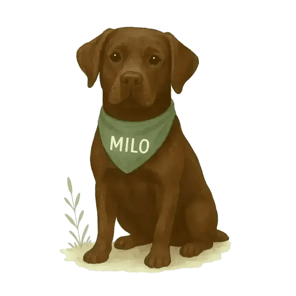 Chocolate Labrador Retriever Milo Sticker on Certified Organic Cotton Tote Bag