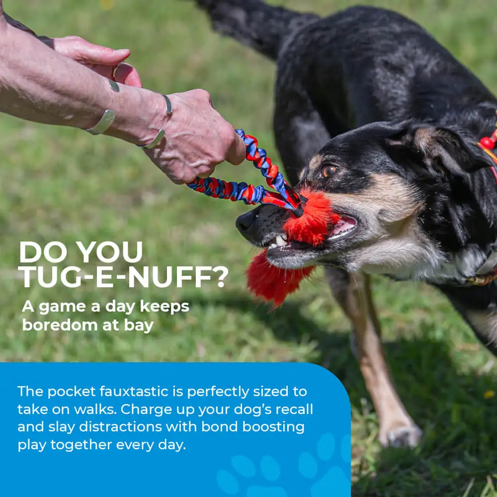 Red and blue braided tug toy with fluffy red pom-pom end for Pocket Fauxtastic Tug