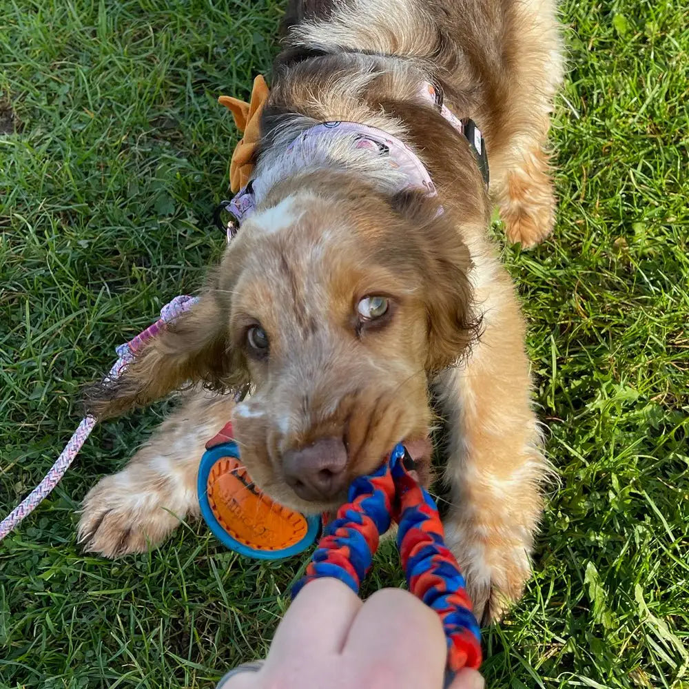 Fluffy brown and white puppy in purple harness chews braided rope toy, burns energy