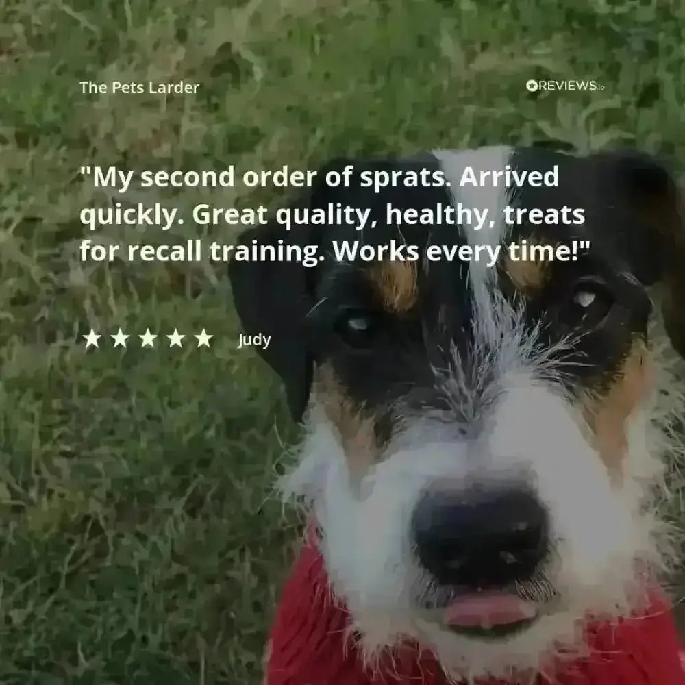 Pork Crunch natural dog chew with red sweater dog shirt design