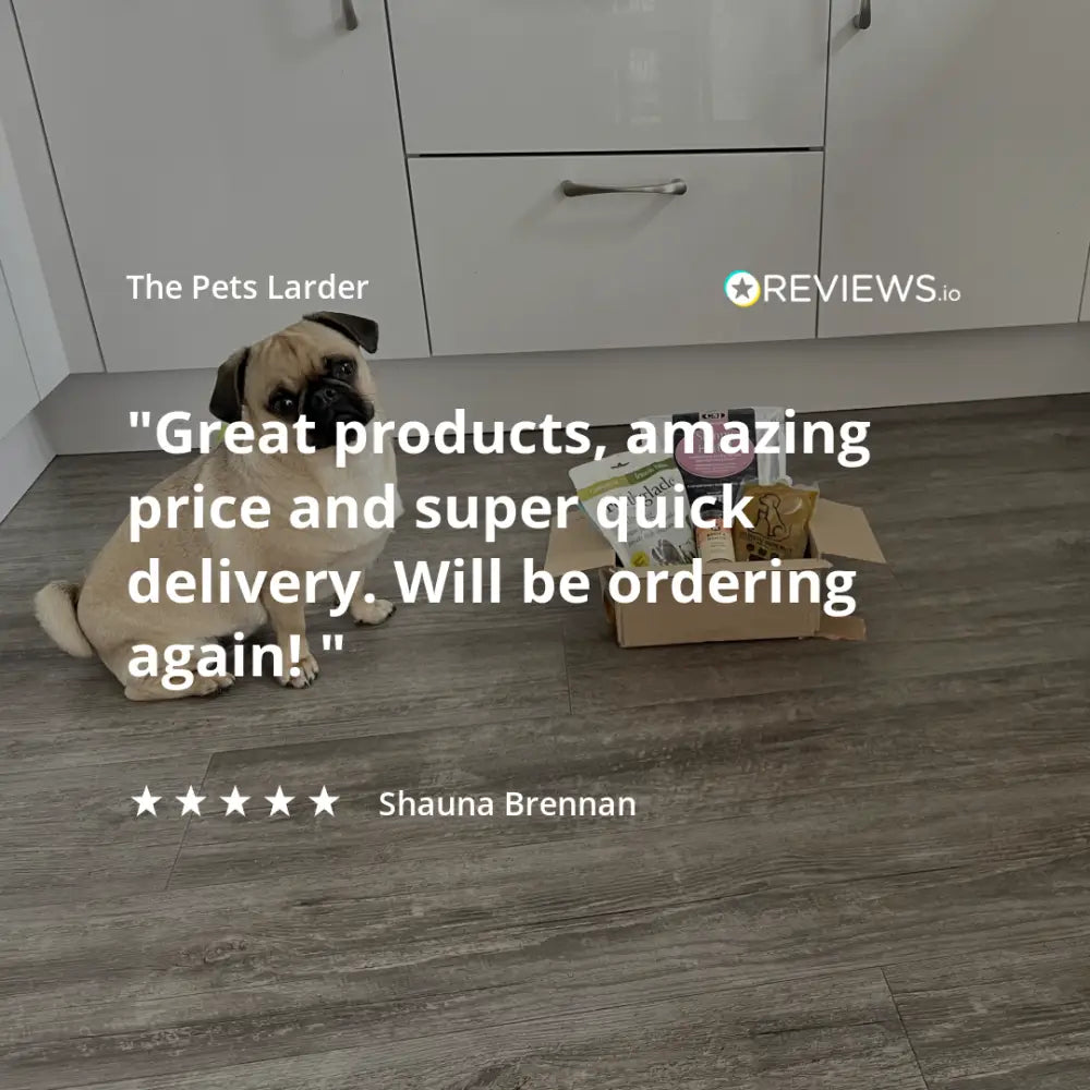 Pug dog enjoying Pets Larder pork crunch natural dog chew on wooden floor