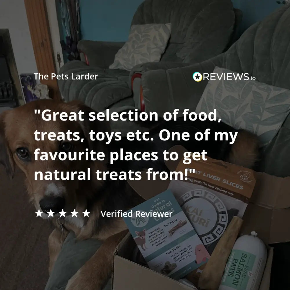 Brown dog with white chest enjoying Pets Larder pork crunch natural dog chew