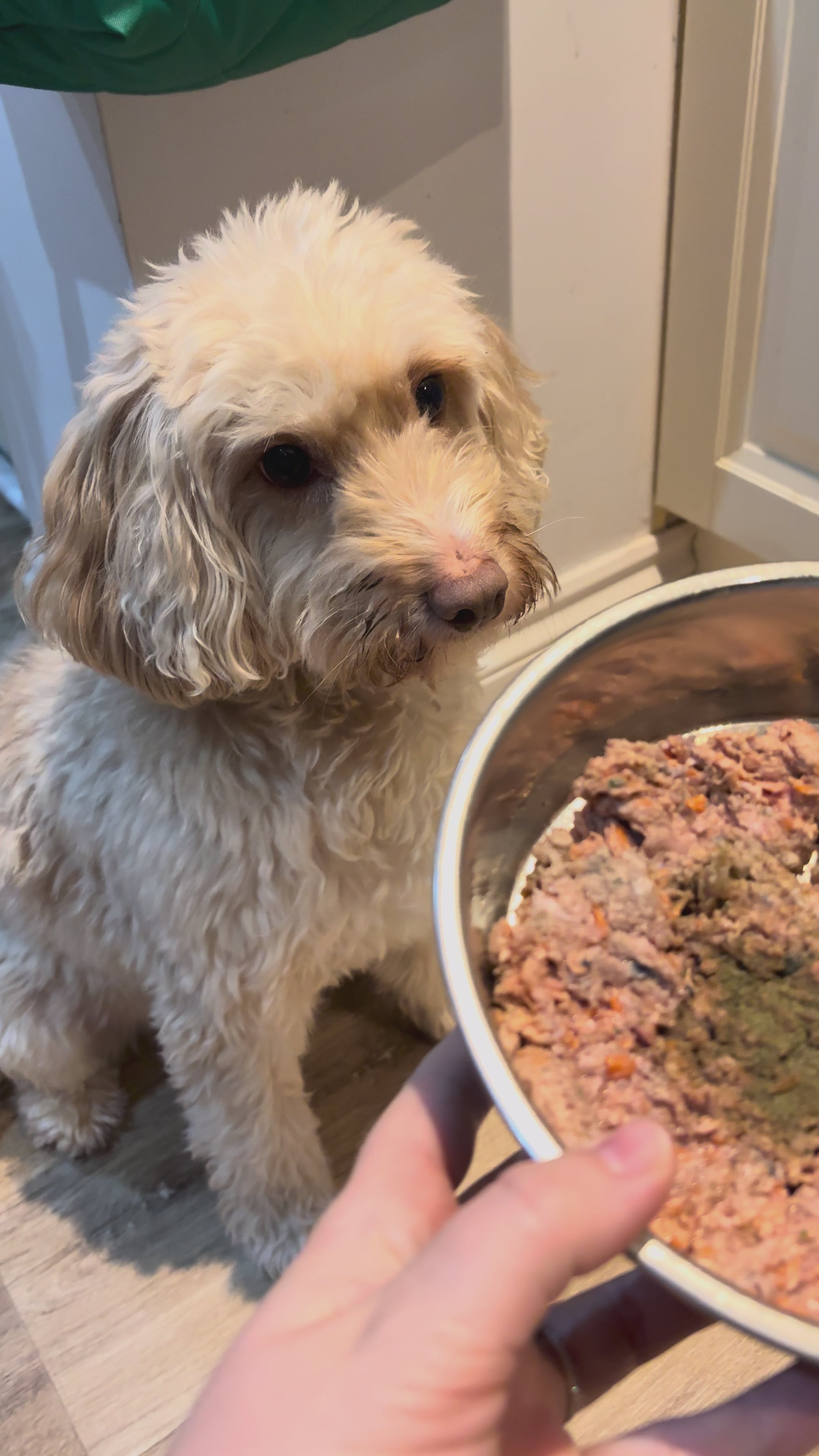 Charger la vidéo : Dental Seaweed for Dogs: Plaque Removal