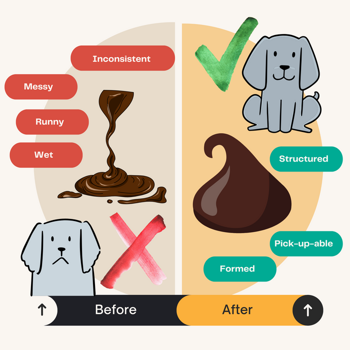 Pumpkin Powder for Dogs: Digestion Aid - Dog Supplements