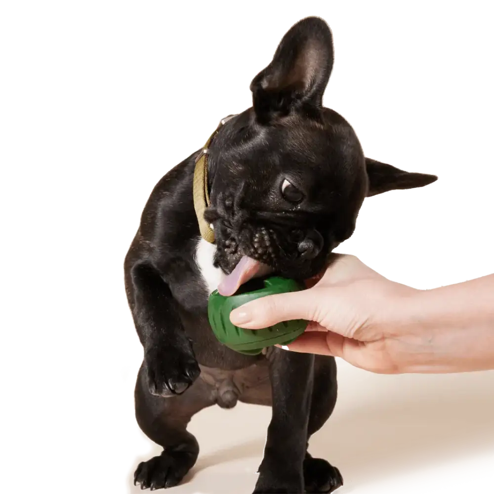 Pupsicle Toy Freezable Treat Tray for Dogs