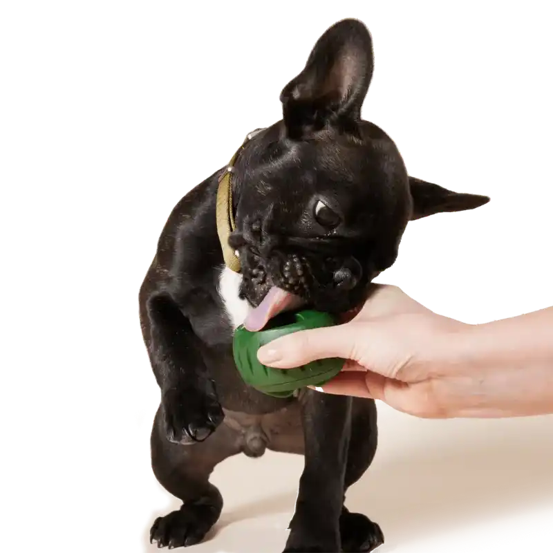 Pupsicle Toy Freezable Treat Tray for Dogs