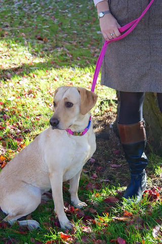 Our Top 4 Delightful Dog Leads