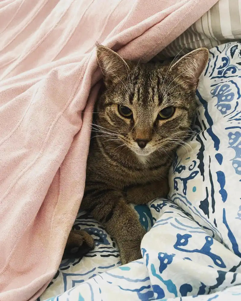 Pushkin natural pet shop cat peeking out from under a pink blanket with blue and white patterned fabric