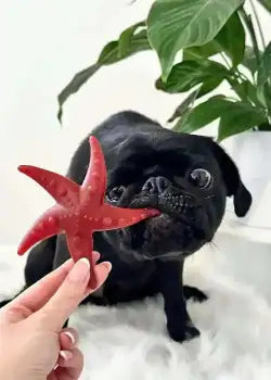 Red starfish toy with five arms, made of rubber or plastic.