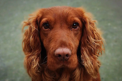 Reddish-brown cocker spaniel face.