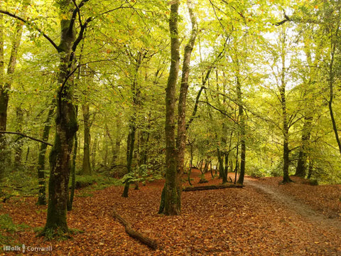 Respryn Woods - Dog Friendly Days Out Cornwall