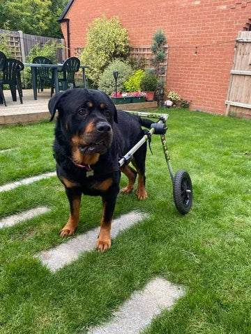 Dog with Wheelchair