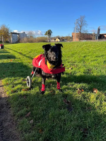 Dog With Peppa's Place Wheelchair