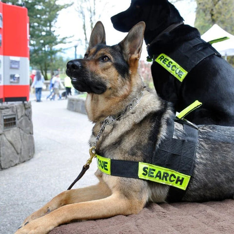 Search and Rescue Dog