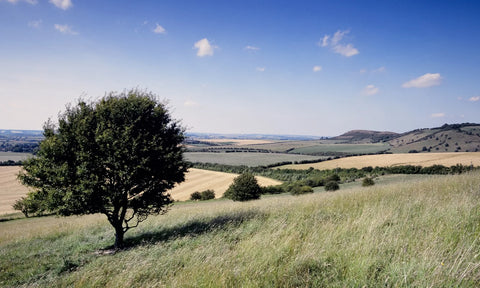Dog Walking Buckinghamshire South-East