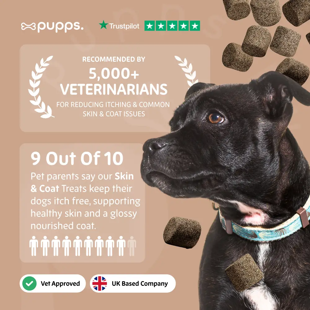 Skin & Coat Treats - Skin & Coat Treats