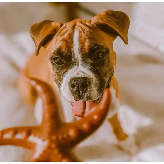 Brown and white boxer dog.