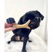 Vegetable Peanut Butter & Banana Filled Antler Chew For Dogs - Natural Dog Chew