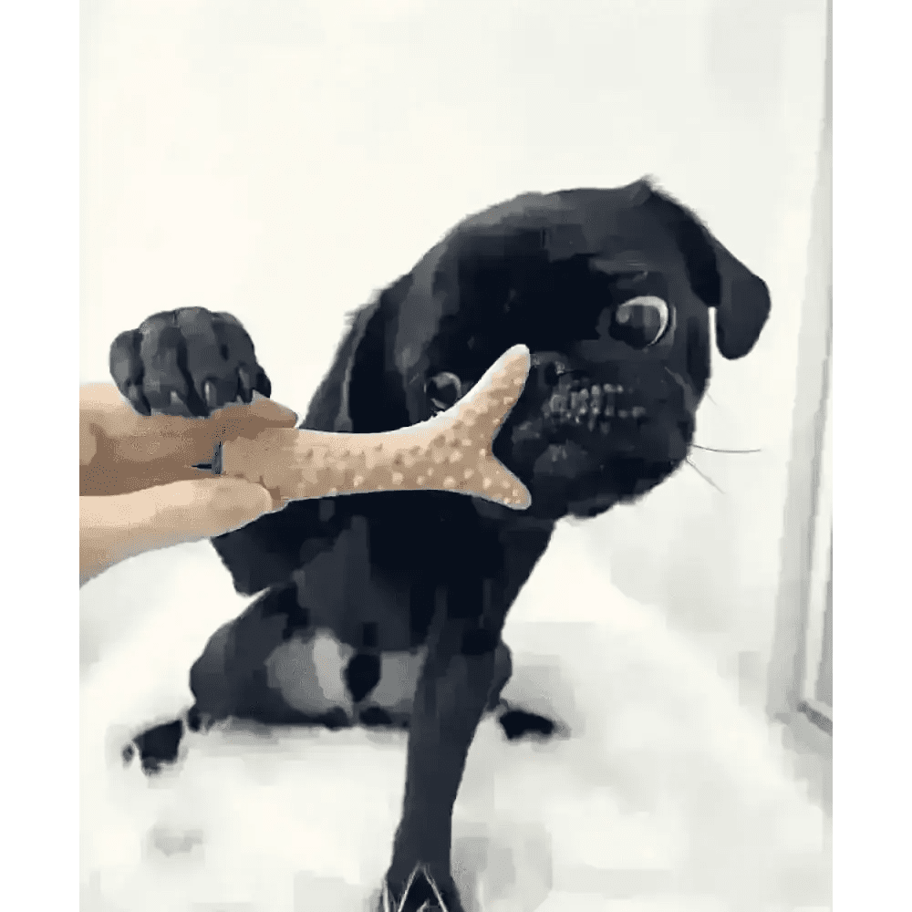 Bone-shaped dog toy with textured surface, durable rubber, part of Small Vegetable Chew Variety Box for Dogs
