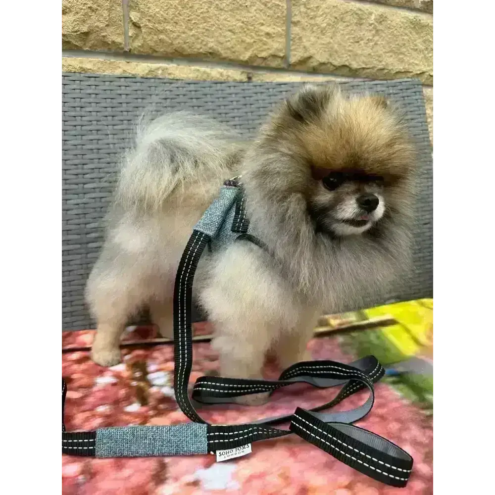 Soho Poms dog lead with denim and black leash featuring white stitching and adjustable buckle