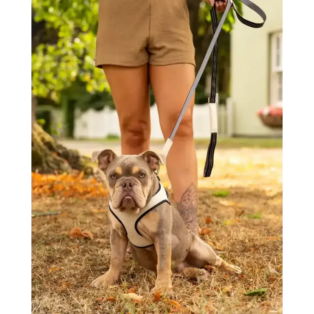 Beige Soho Poms x Bowl & Bone Republic Mayfair Harness with black leash and silver hardware