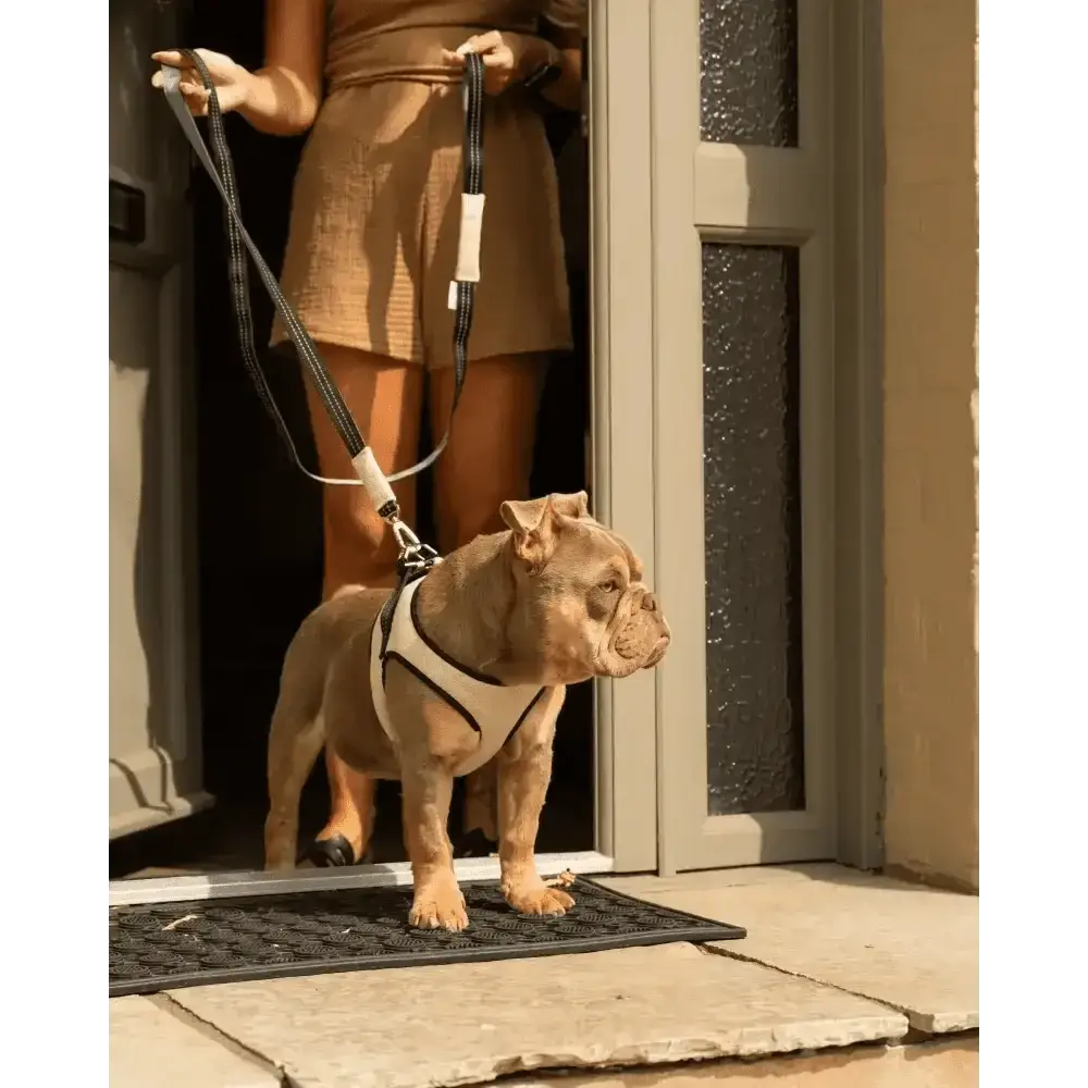 Soho Poms x Bowl & Bone Republic Mayfair Harness in cream with tan nylon, black leash, silver hardware
