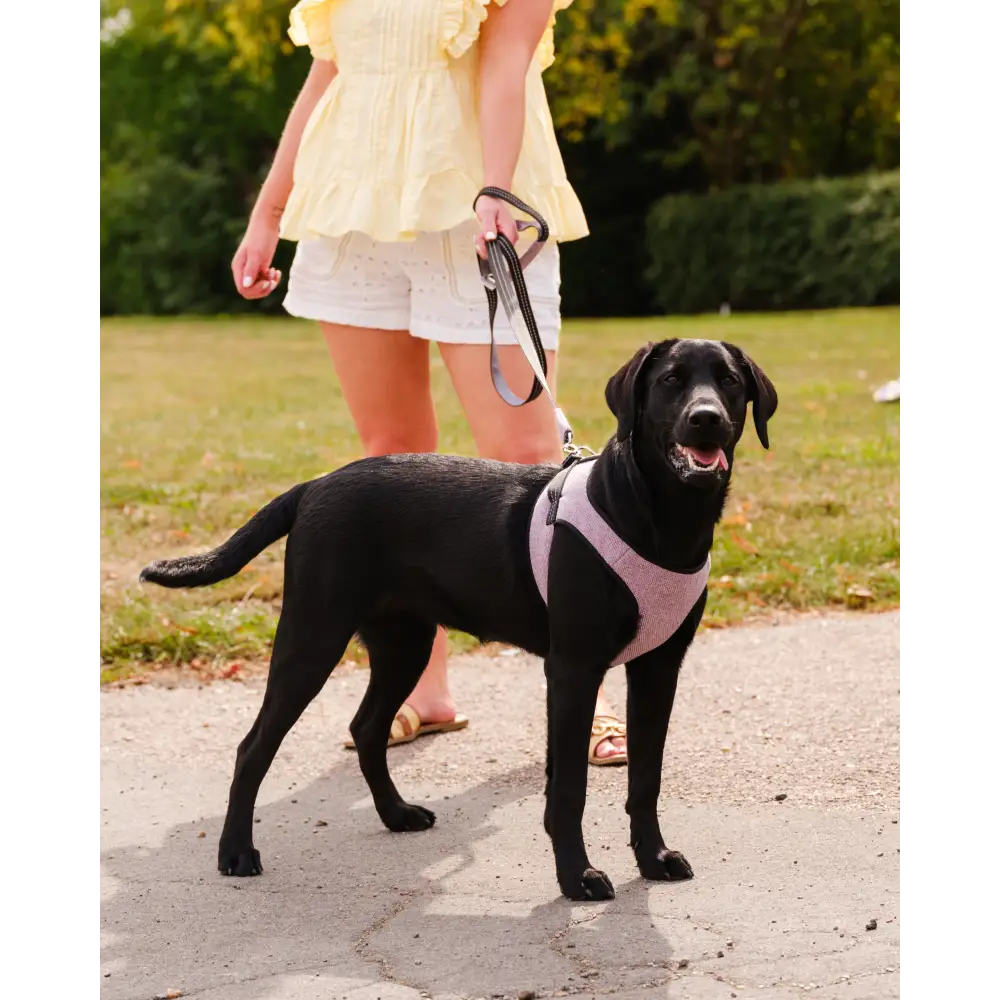 Soho Poms x Bowl & Bone Republic Mayfair Harness - Lily - Dog Harnesses